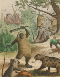 orang-outang se défendant avec un bâton