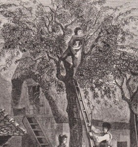 La cueillette des cerises en 1860